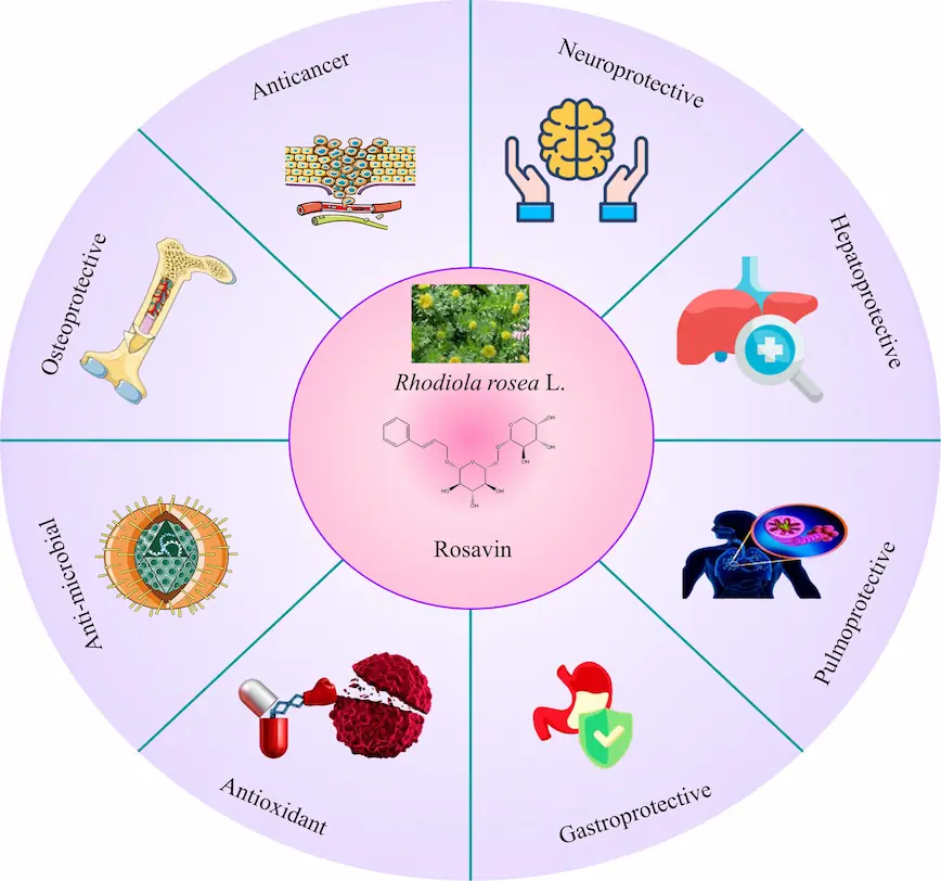 7 Key Benefits of Rhodiola Rosea L + Side Effects, Safety, and Best Uses 2 Rhodiola Rosea L Benefits