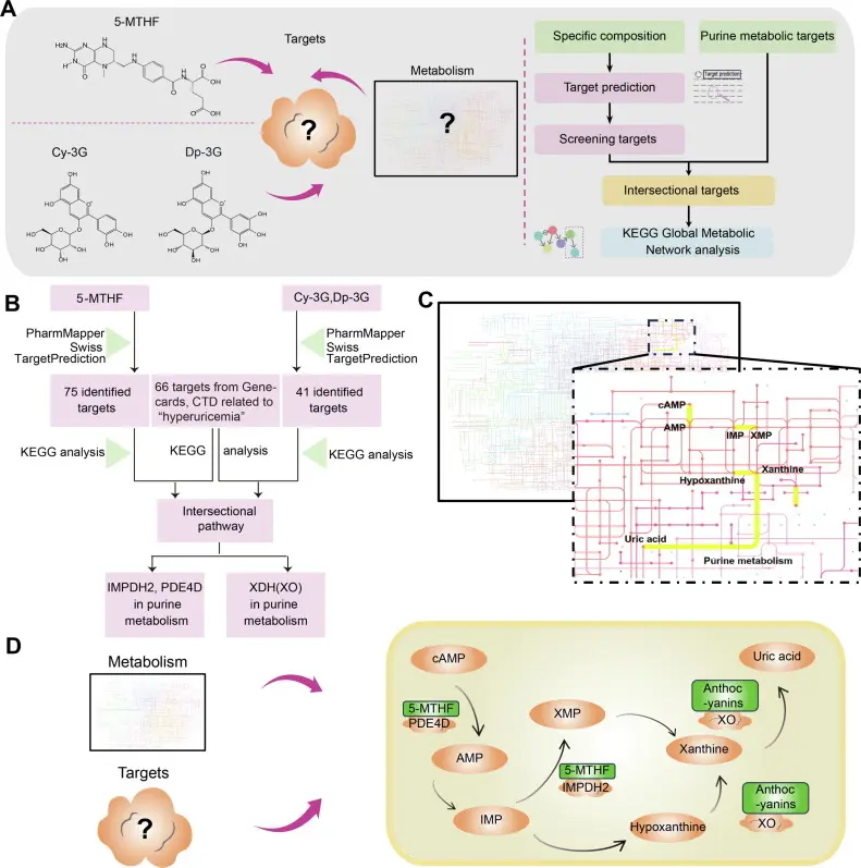 Red Kidney Bean Extract & Uric Acid | Ingredient Science Guide 2 Red Kidney Bean Extract &Amp; Uric Acid | Ingredient Science Guide
