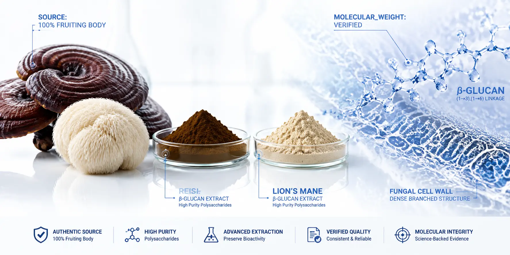 Mushroom Extract Manufacturer