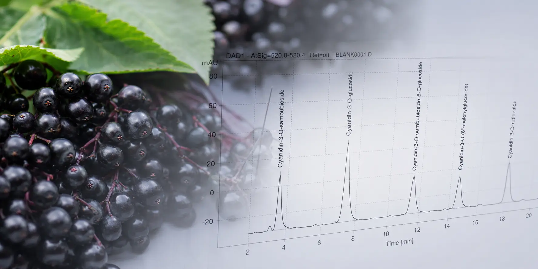 Polyphenols and anthocyanin botanical ingredients bulk supply